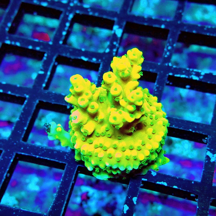 REx Yellow Frodo Acro