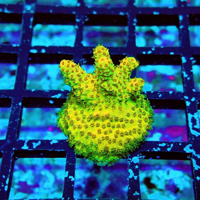 REx Apache Quadricolor Acro