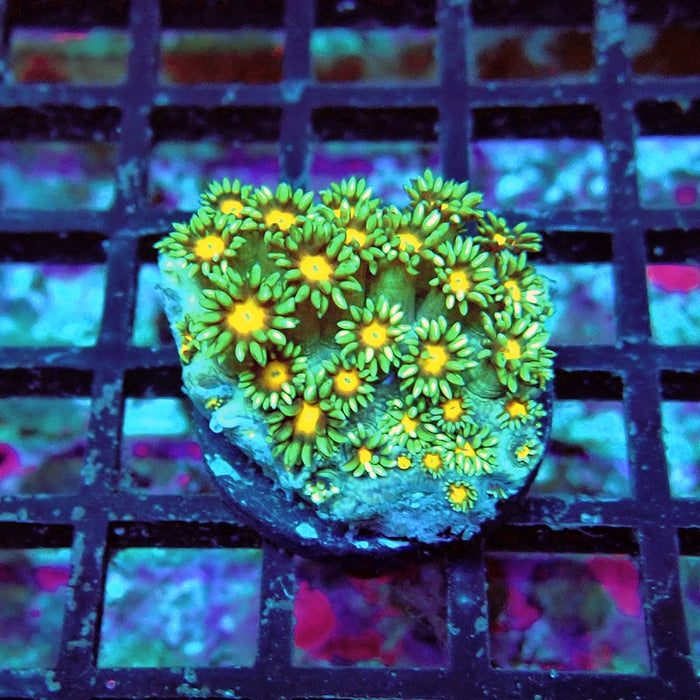 Goniopora Yellow Middle Long Polyp