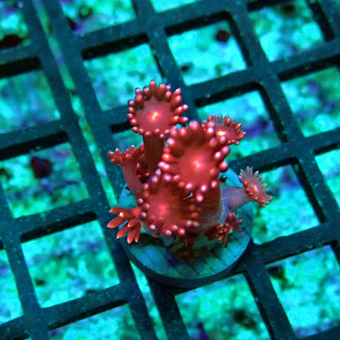 Goniopora Pink XL Polyp