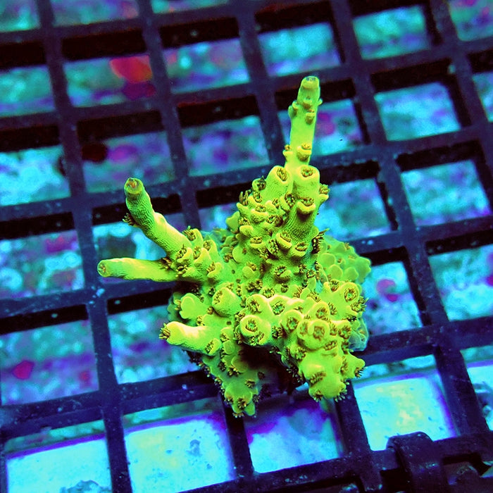 Acro Frag Aquaculture
