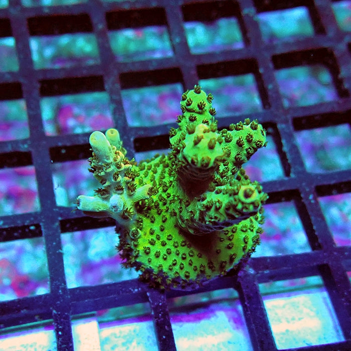 Acro Frag Aquaculture