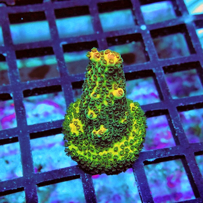 Acro Frag Aquaculture