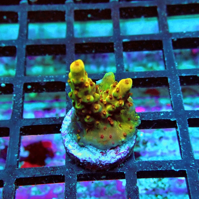 Acro Frag Aquaculture