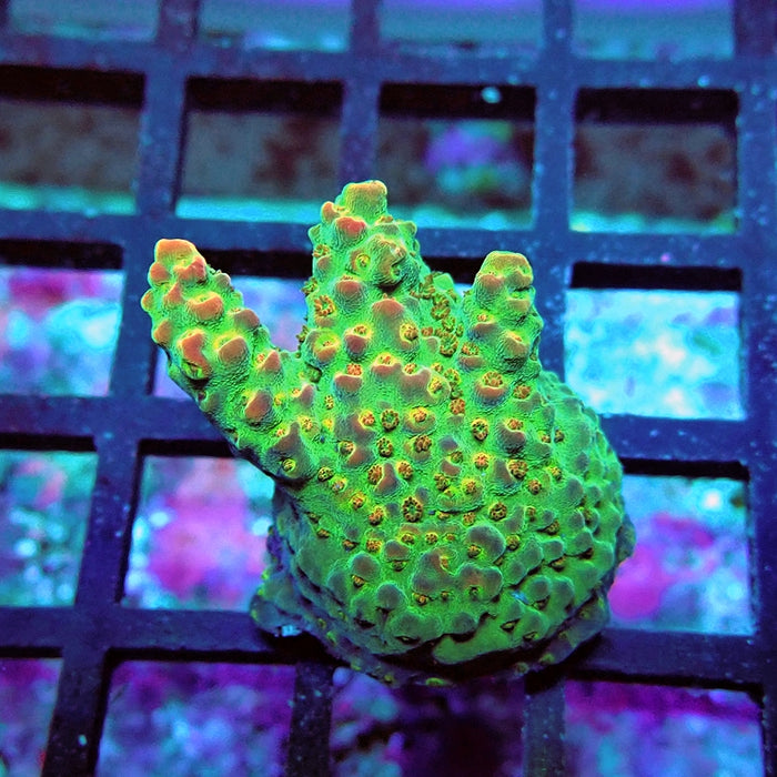 Acro Frag Aquaculture