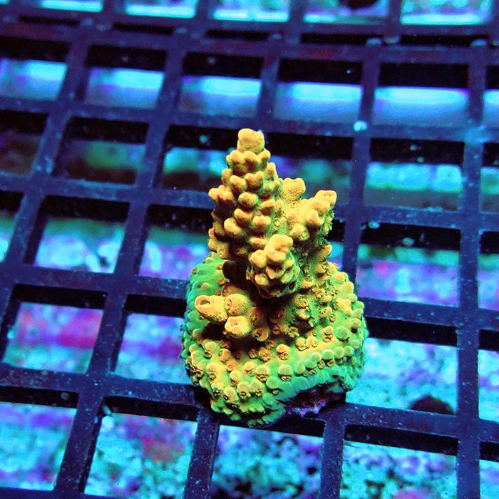 Acro Frag Aquaculture