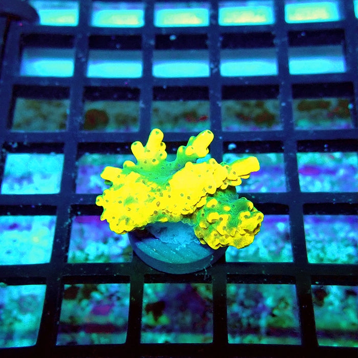 REx Super Yellow Pikachu Acro