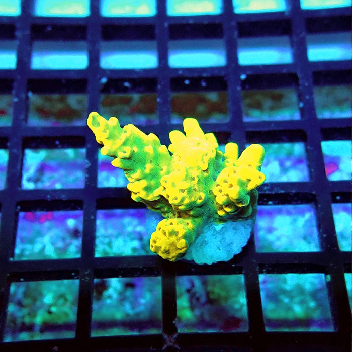 REx Super Yellow Pikachu Acro