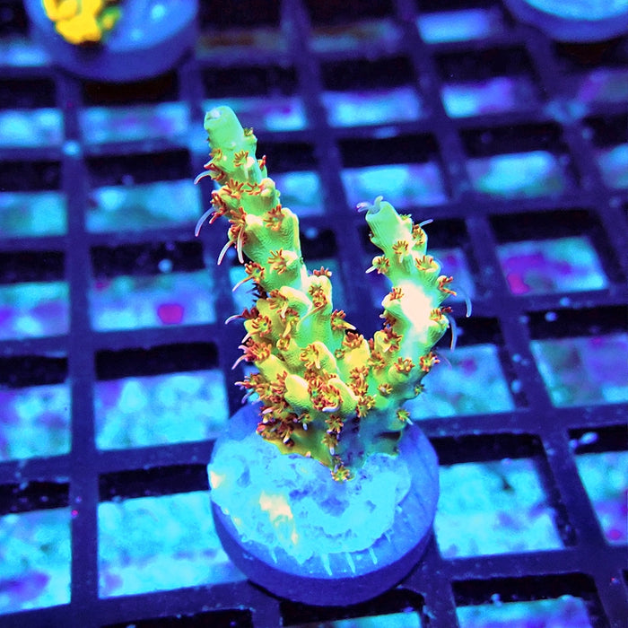 REx Fuzzy Tricolor Acro