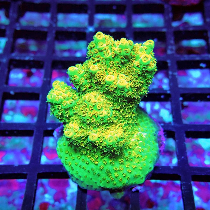 Acro Frag Aquaculture