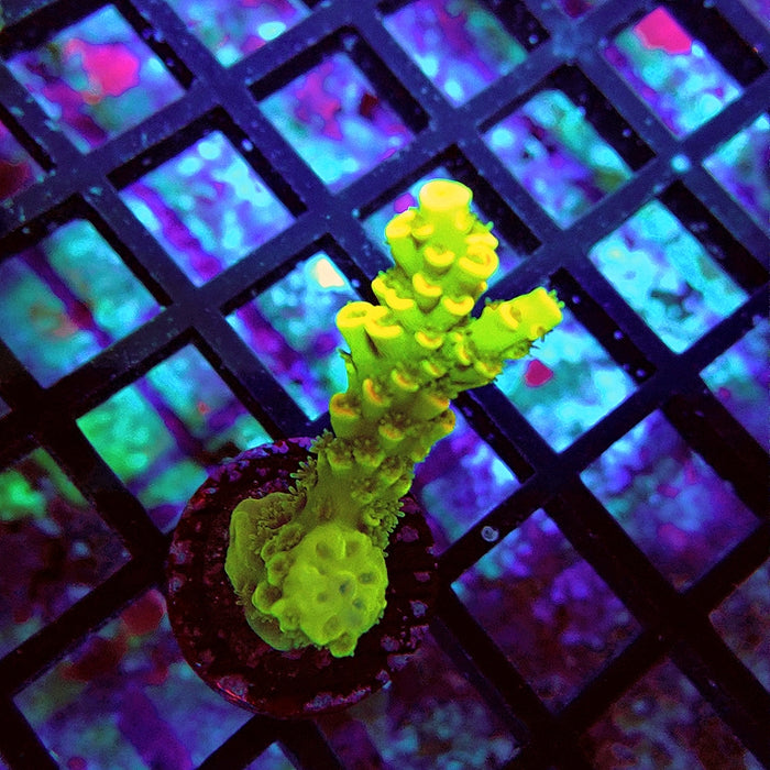 Tenuis Crazy Bright Yellow Red Scales Premium Acro