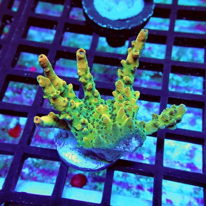 Acro Frag Aquaculture