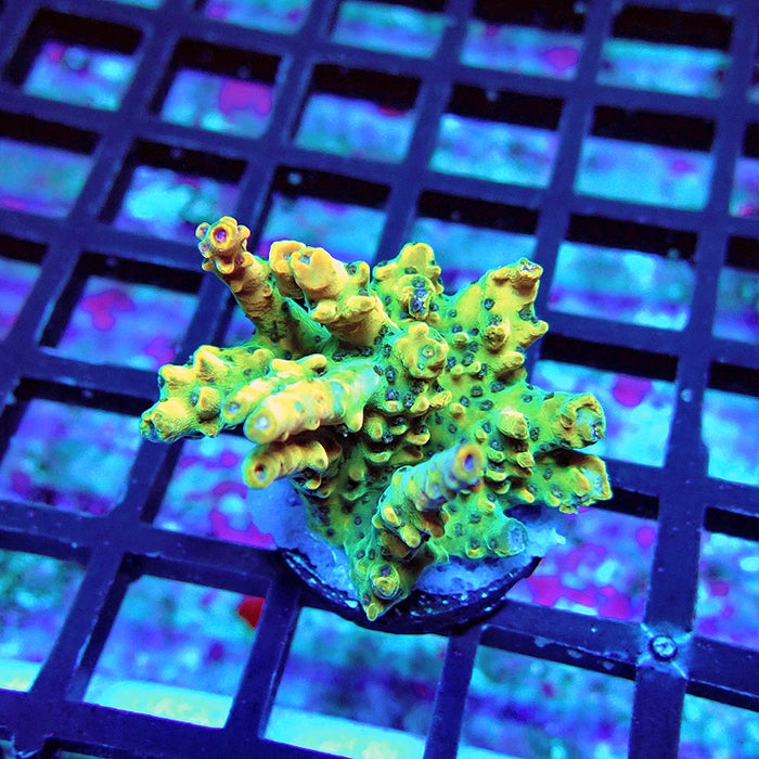 Acro Frag Aquaculture