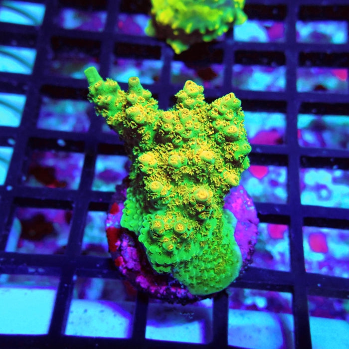 Acro Frag Aquaculture