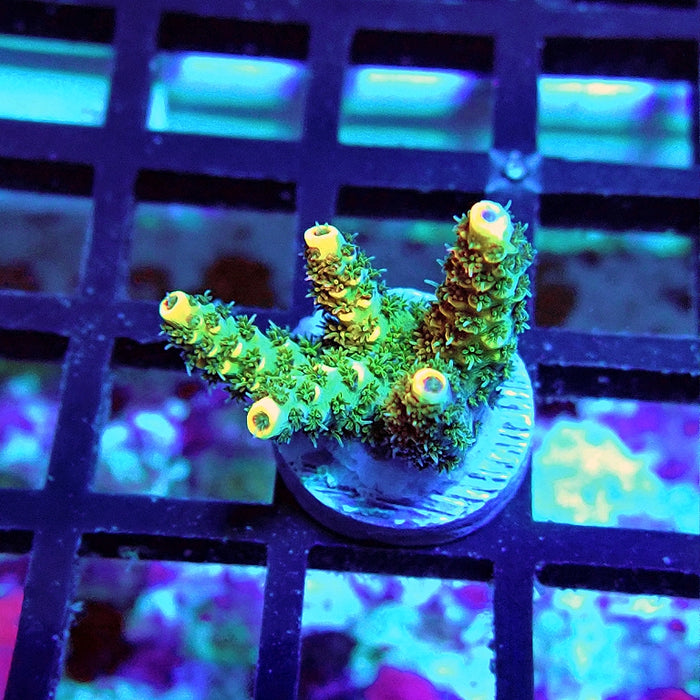 RE Gold Hyacinthus Acro