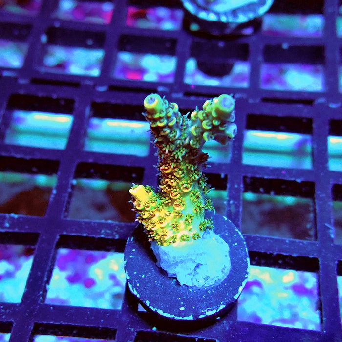 RE Gold Hyacinthus Acro