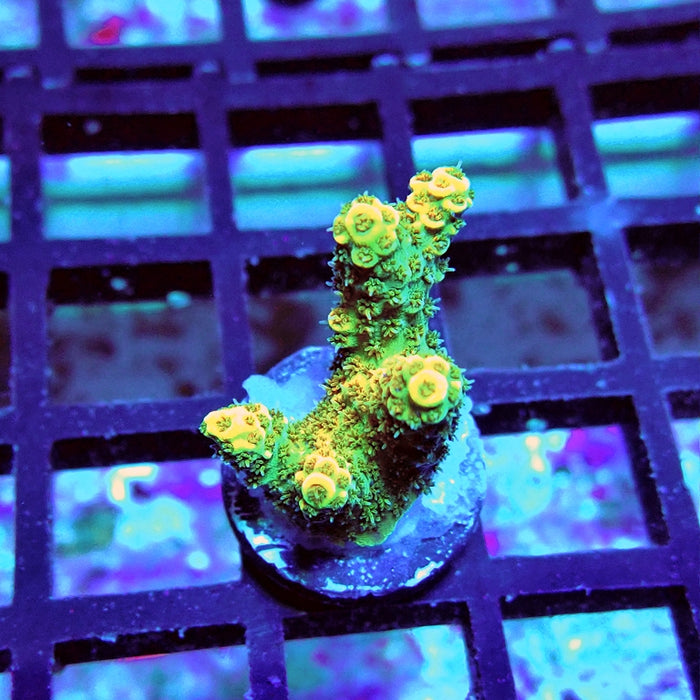 RE Gold Hyacinthus Acro