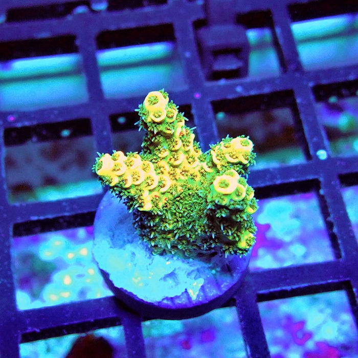 RE Gold Hyacinthus Acro