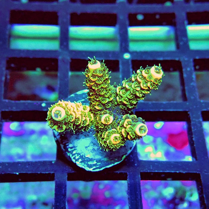 RE Gold Hyacinthus Acro