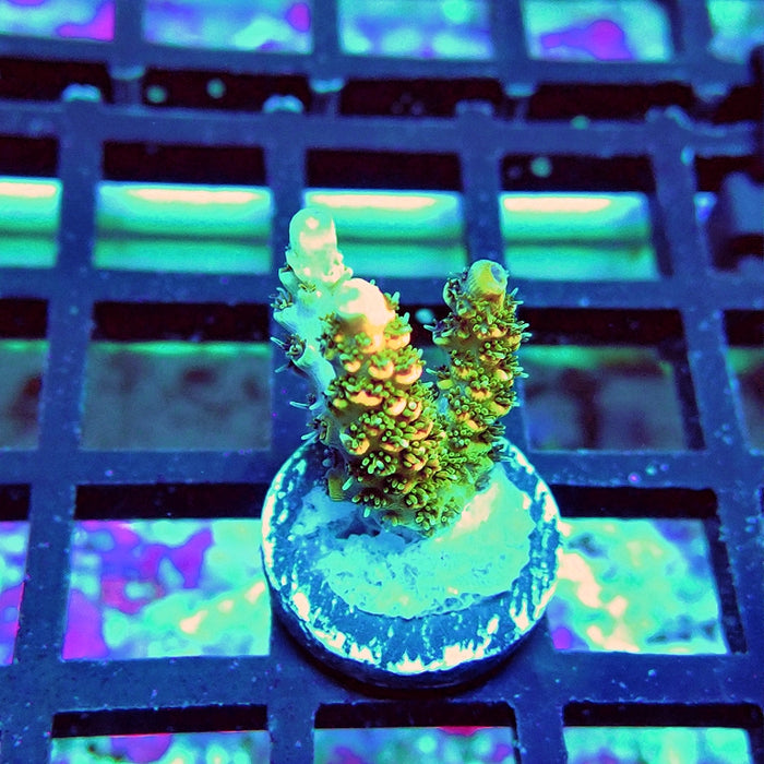 REx Orange Hyacinthus Acro