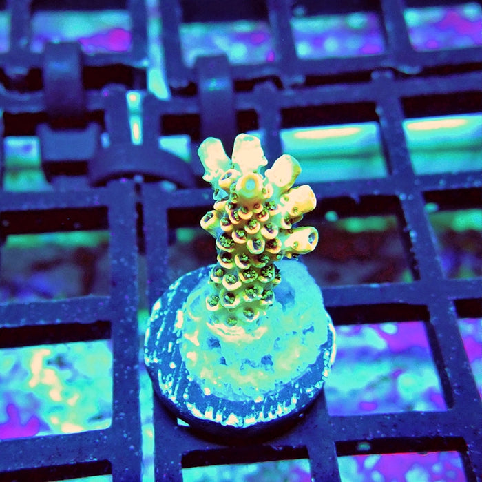 REx Orange Hyacinthus Acro