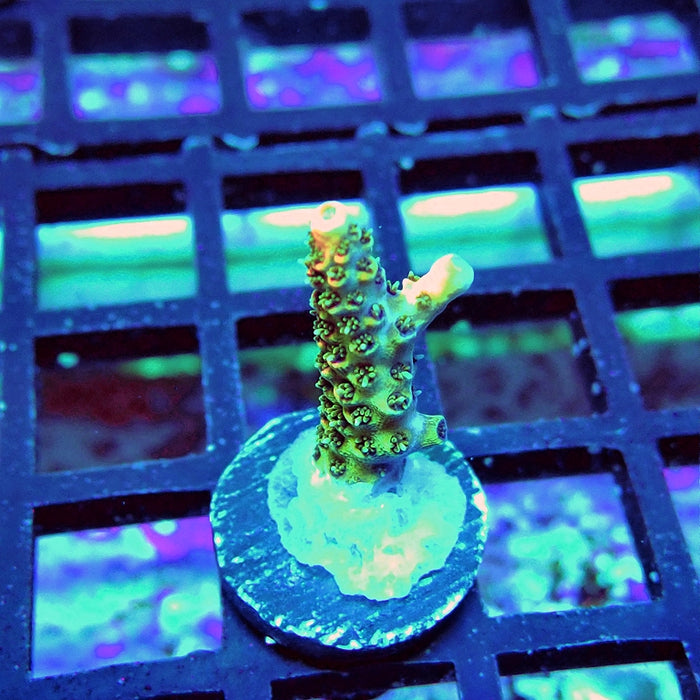 REx Orange Hyacinthus Acro