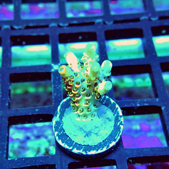 REx Orange Hyacinthus Acro