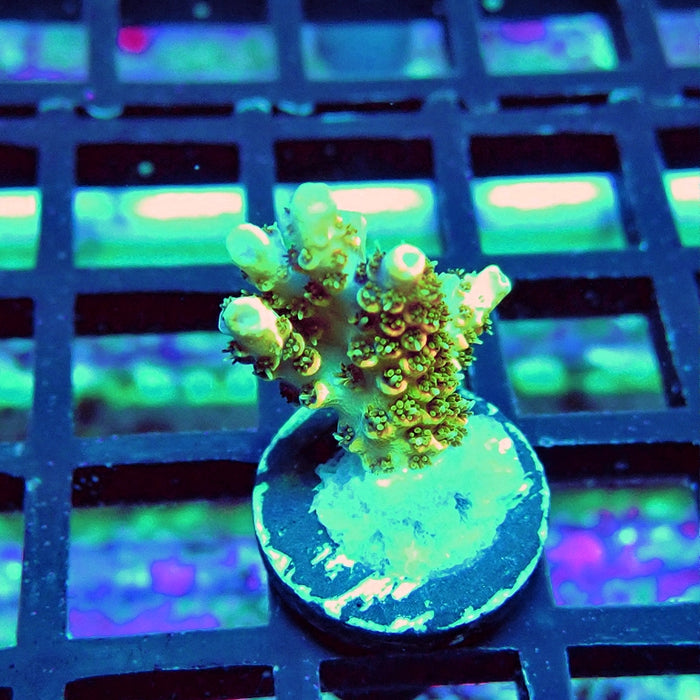 REx Orange Hyacinthus Acro