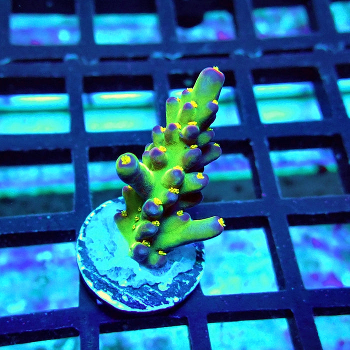 Rex Magic Contrast Acro