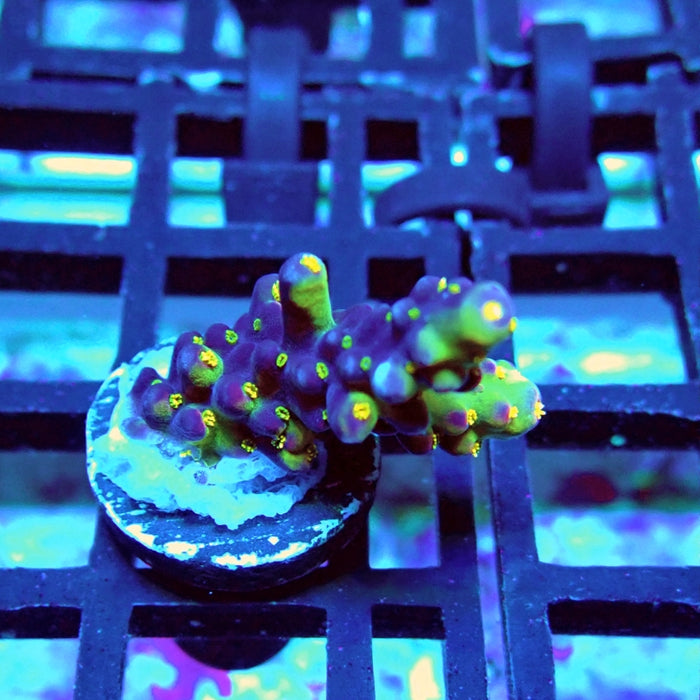 Rex Magic Contrast Acro