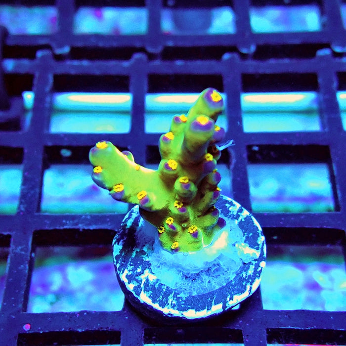 Rex Magic Contrast Acro