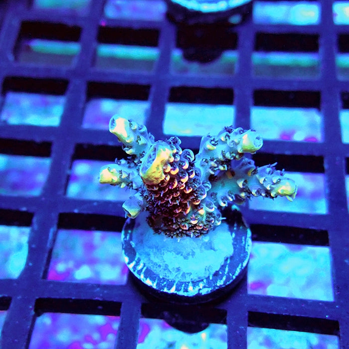 REx Rainbow Geacintus Acro