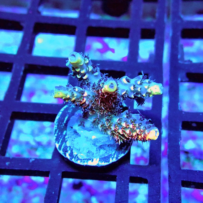 REx Rainbow Geacintus Acro