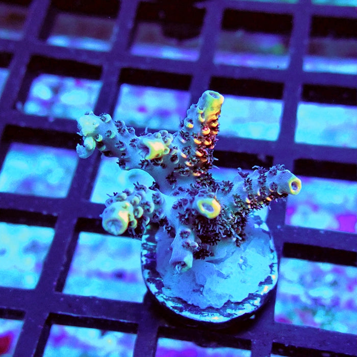 REx Rainbow Geacintus Acro