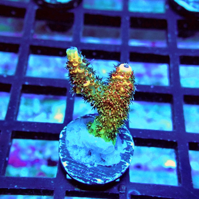 REx Rainbow Geacintus Acro