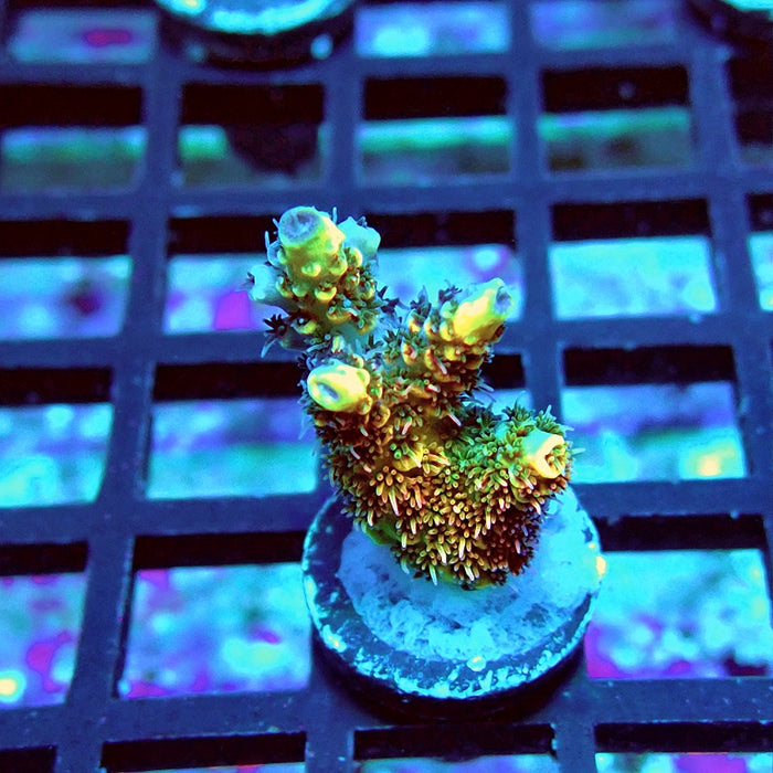 REx Rainbow Geacintus Acro