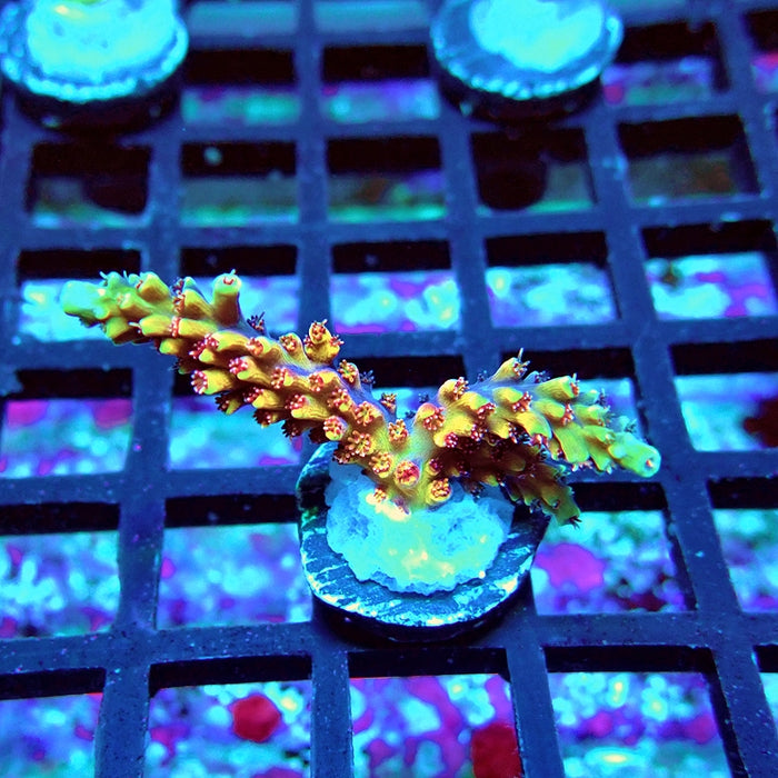 REx Fast Beautiful Guy Acro