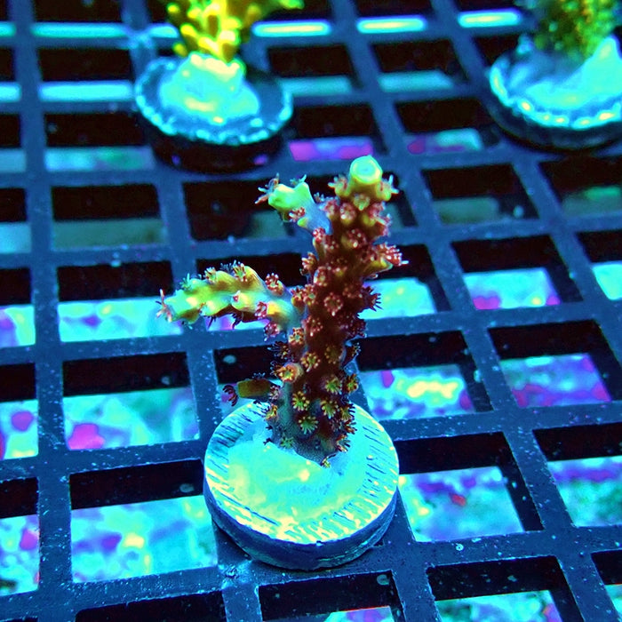 REx Fast Beautiful Guy Acro