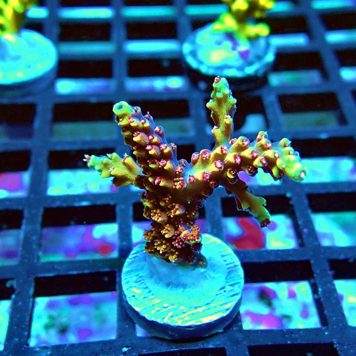 REx Fast Beautiful Guy Acro