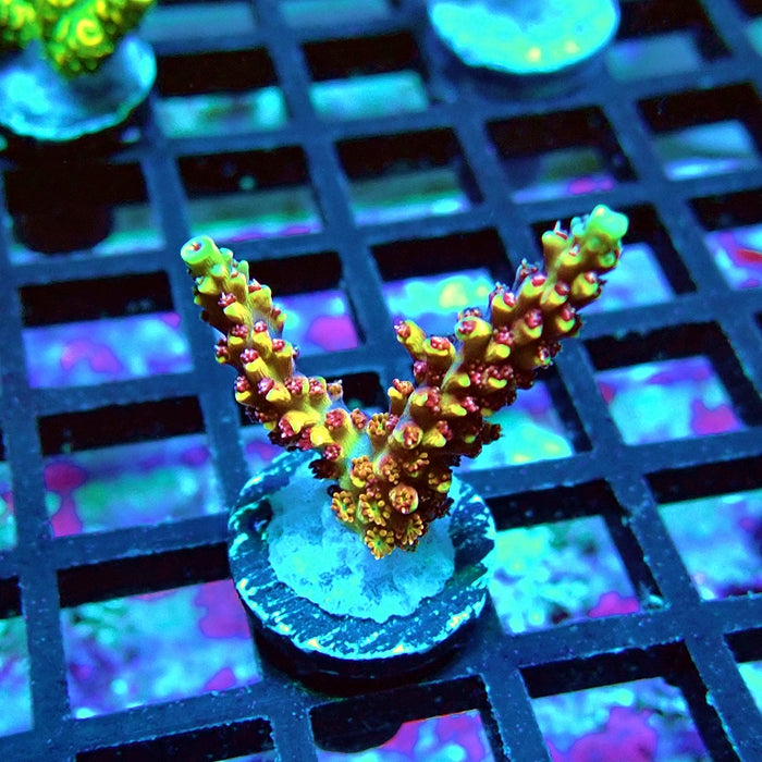 REx Fast Beautiful Guy Acro