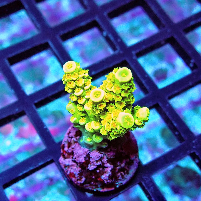 Tenuis Crazy Bright Yellow Red Scales Premium Acro