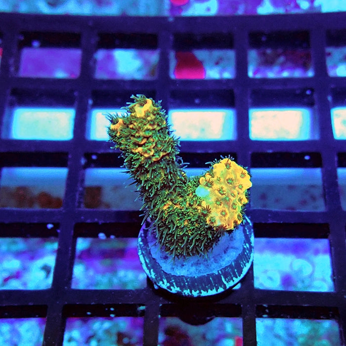 REx Triple Crazy Contrast Mille Acro