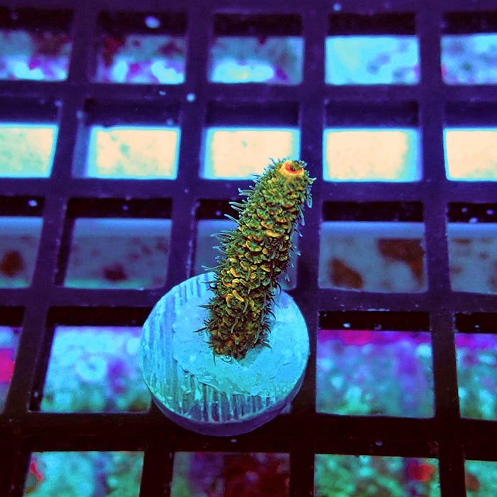 REx Triple Crazy Contrast Mille Acro