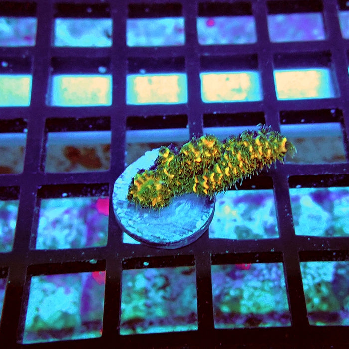 REx Triple Crazy Contrast Mille Acro