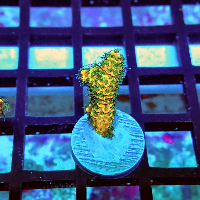 REx Triple Crazy Contrast Mille Acro