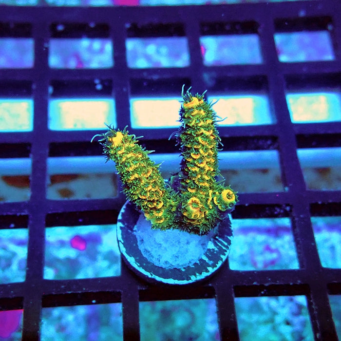 REx Triple Crazy Contrast Mille Acro