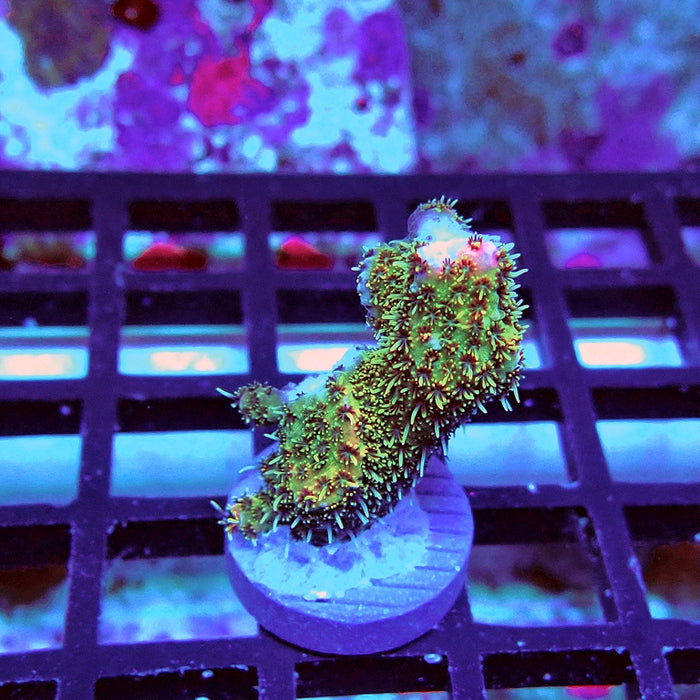 Acro Frag Aquaculture