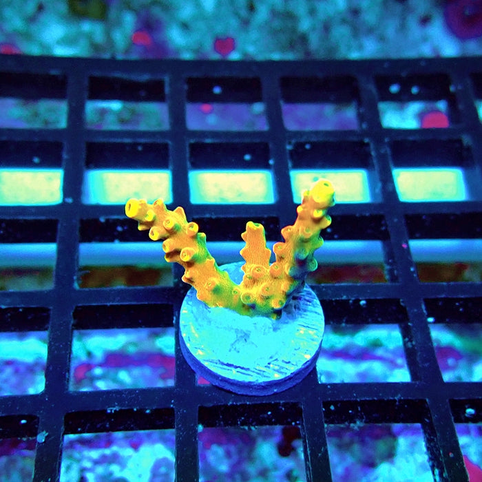 REx Orange Frodo Acro