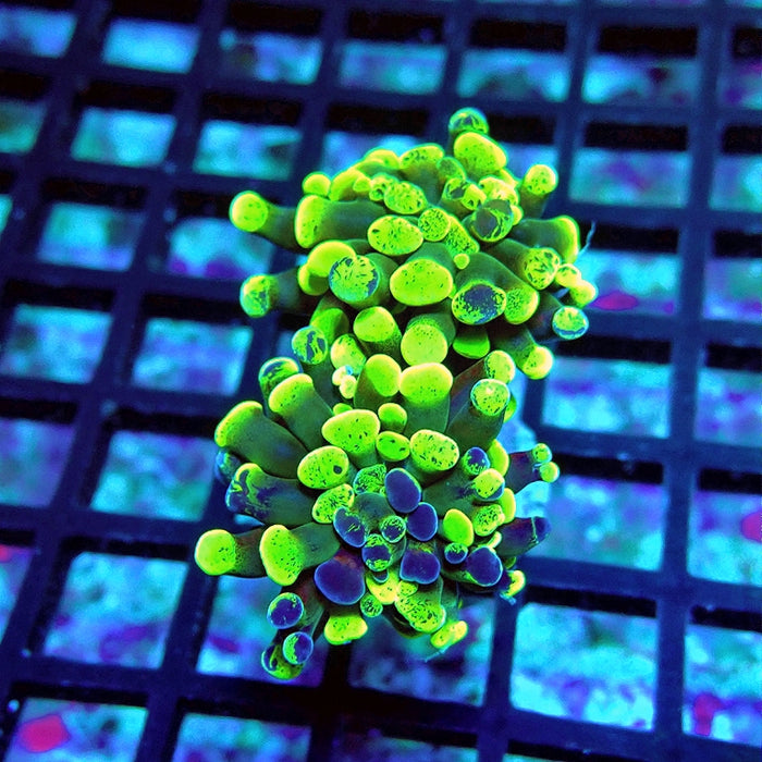 Euphyllia Green Branched Hammer