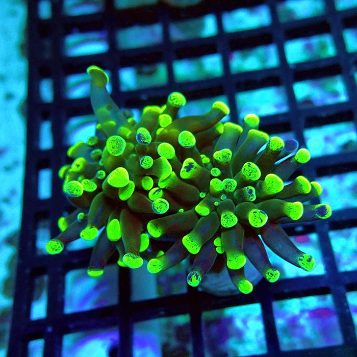 Euphyllia Green Branched Hammer